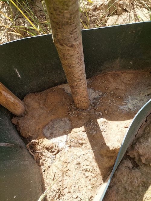 Baumfrevler erneut zugeschlagen