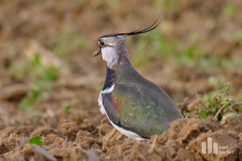 Kiebitz-Brutrevierkartierung 2024 auf dem Gebiet der Gemeinde Selfkant