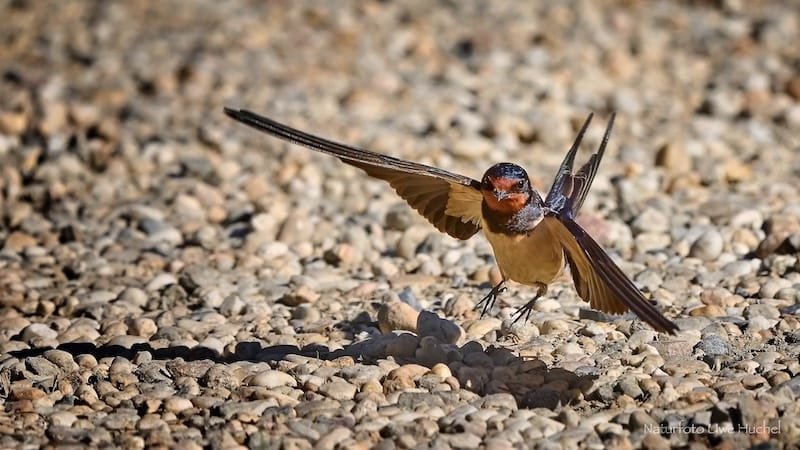 Aufruf zur Mitarbeit beim Schwalbenmonitoring