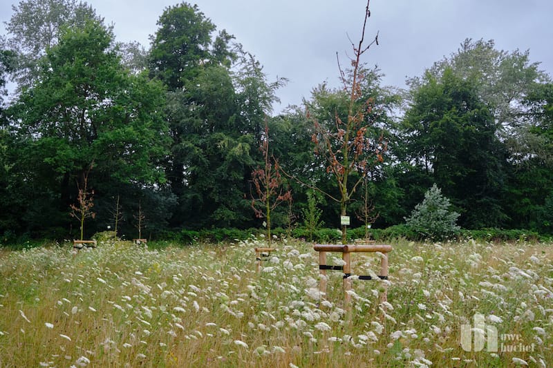 Abgestorbene Bäume im Bürgerwald - Dafür gibt es eine Erklärung