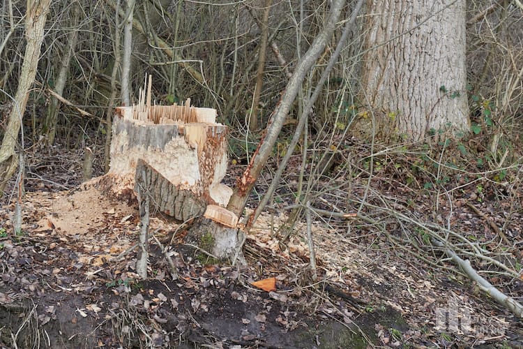 Vorbildliches Bibermanagement