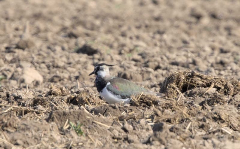 Der Kiebitz ruft… DICH!  Denn der Kiebitz braucht Dich.