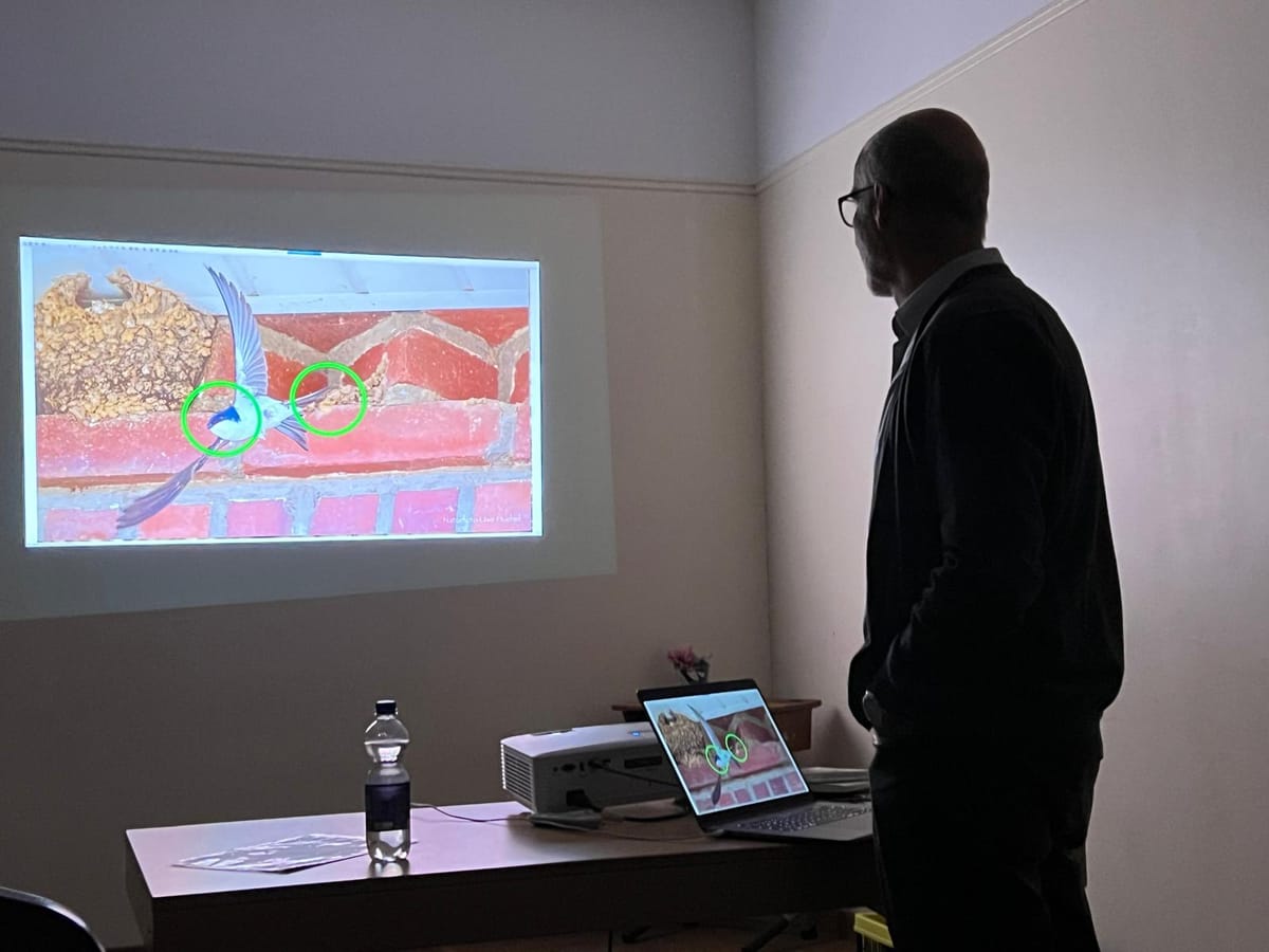 Schwalben im Selfkant und Umgebung