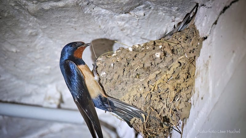 Rettet die Vögel, wir brauchen sie!