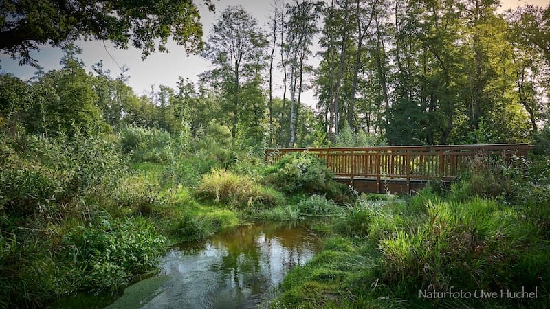 Nasse Keller durch die Renaturierung des Rodebachs?