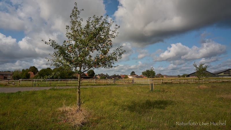 Den positiven Effekt von Bäumen nutzen.