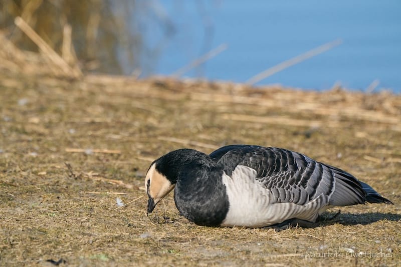 Aktuelle Informationen zur Vogelgrippe