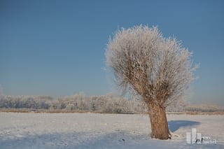 Letzte Kopfweidenpflege für diese Saison in Schalbruch