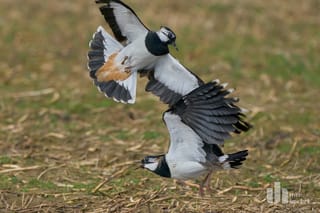 Kiebitzschutz im Selfkant