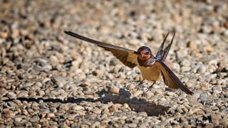 Aufruf zur Mitarbeit beim Schwalbenmonitoring