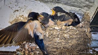 Schwalben im Selfkant - Fotos aus der Saison 2025