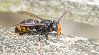 Wissenswertes zur Asiatischen Hornisse