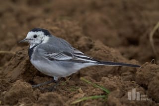 Natur im Selfkant 2 - Die Bachstelze