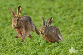 Natur im Selfkant 1 - Wer den Kampf gewinnt, darf rammeln