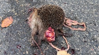 Hin- und nicht wegsehen