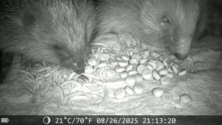 Igelhelfer gesucht Update!