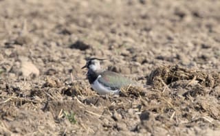 Der Kiebitz ruft… DICH!  Denn der Kiebitz braucht Dich.