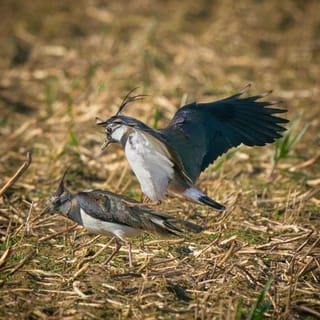 Erneuter Einspruch des Nabu Selfkant - was ist mit den bisherigen Stellungnahmen passiert?