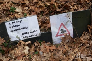 Bereit für die Krötenwanderung