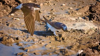 Schwalben im Selfkant - save the date