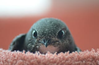 Singvogelhilfe Selfkant des Nabu Selfkant bittet um Ihre Unterstützung