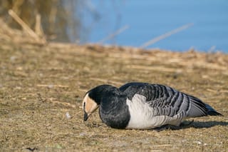 Aktuelle Informationen zur Vogelgrippe