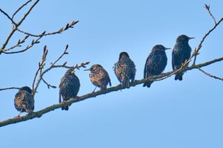 Ornithologische Wanderung des „NABU Selfkant“ am 01. Mai 2024