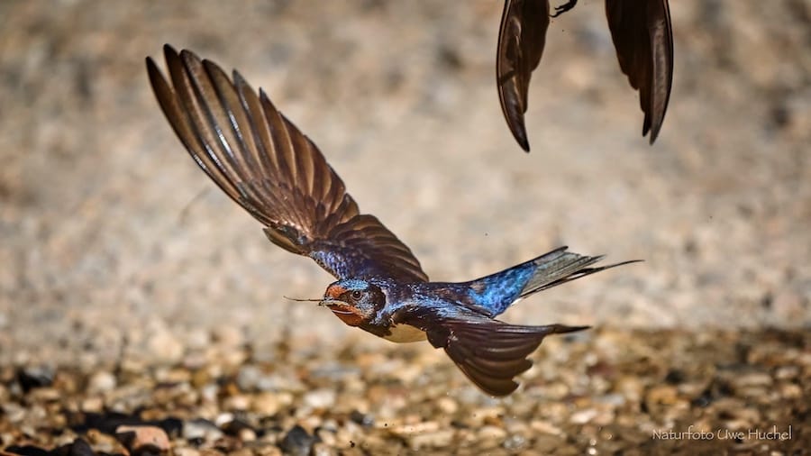 Schwalbenmonitoring im Selfkant und Umgebung - wer hat Interesse mitzumachen?