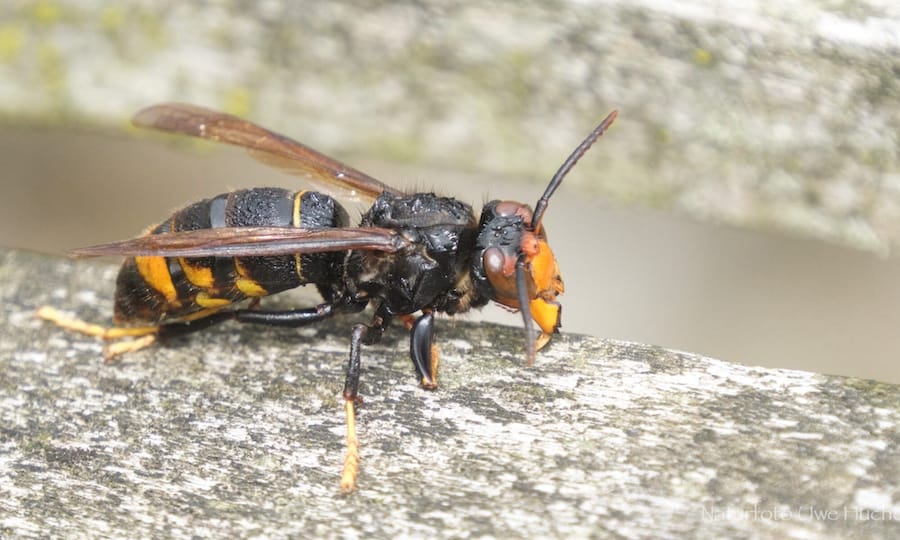 Asiatische Hornisse (Vespa velutina) und was wir tun können