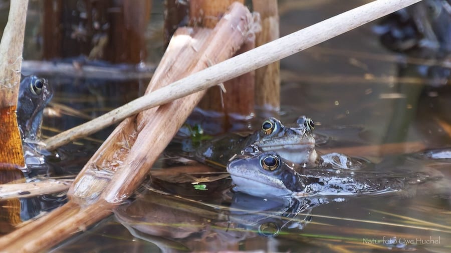 Naturerwachen im März