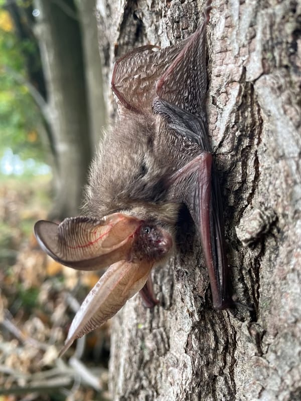 Fledermäuse beobachten