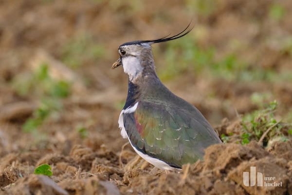 Kiebitz-Brutrevierkartierung 2024 auf dem Gebiet der Gemeinde Selfkant