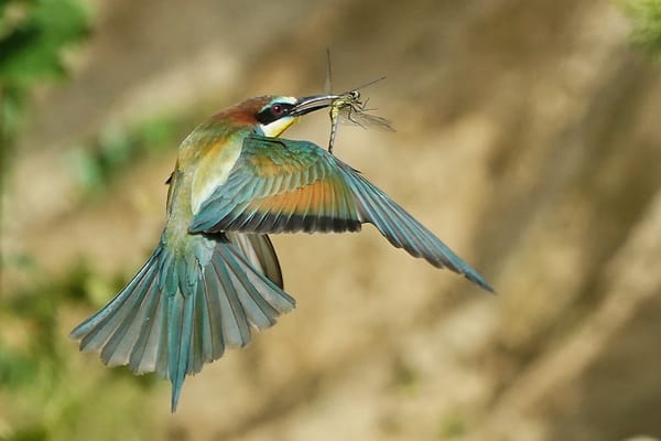 Profiteur des Klimawandels