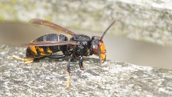Wissenswertes zur Asiatischen Hornisse