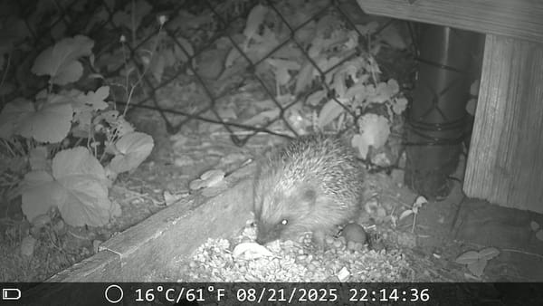 Helfen sie den Igeln