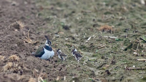 Landwirte werden für ihre Unterstützung beim Kiebitzschutz ausgezeichnet.