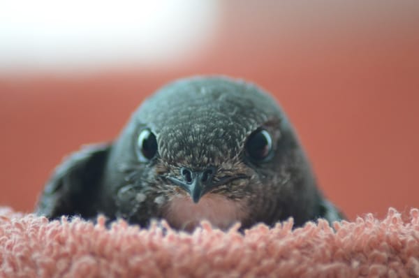 Singvogelhilfe Selfkant des Nabu Selfkant bittet um Ihre Unterstützung