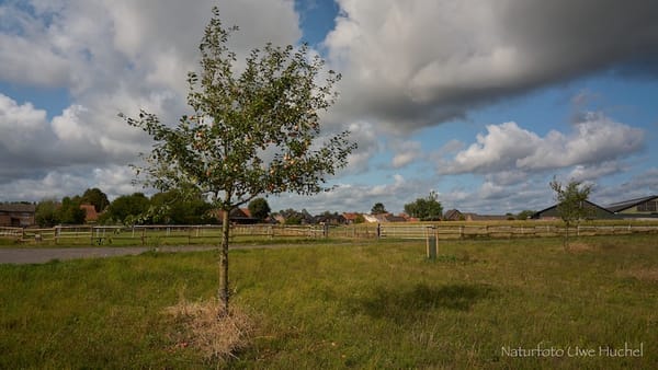 Den positiven Effekt von Bäumen nutzen.