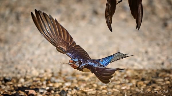 Schwalbenmonitoring im Selfkant und Umgebung - wer hat Interesse mitzumachen?