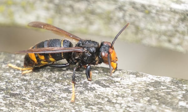 Asiatische Hornisse (Vespa velutina) und was wir tun können