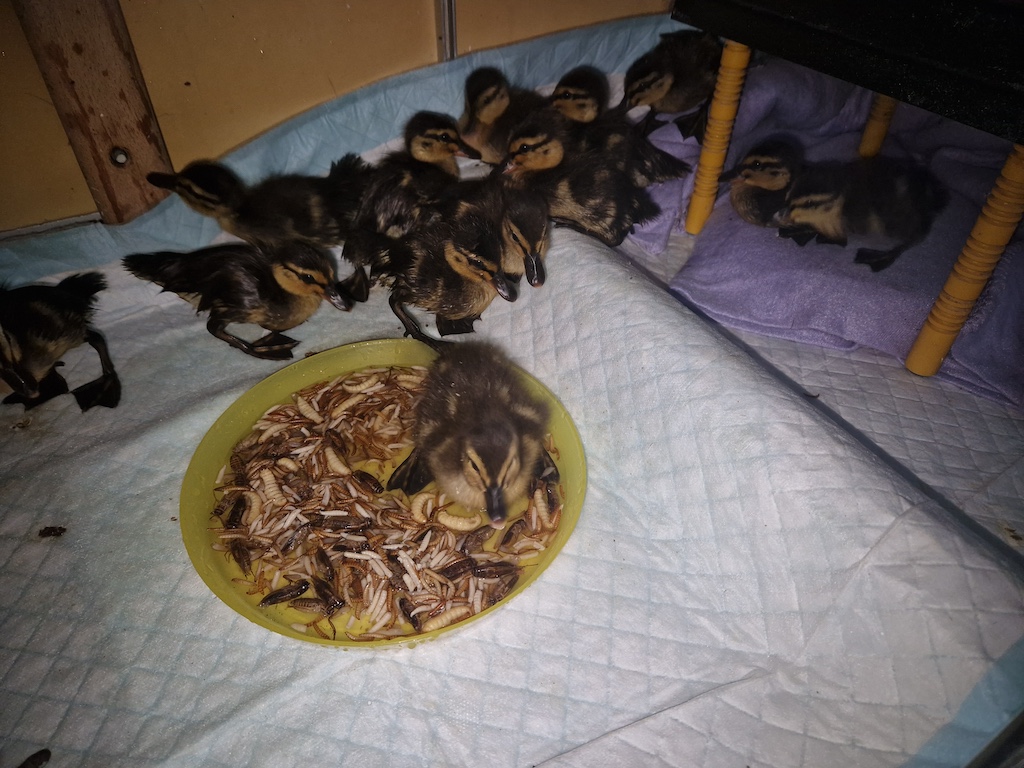 Aus der Arbeit der Singvogelhilfe Selfkant