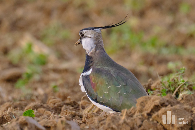 Kiebitz-Brutrevierkartierung 2024 auf dem Gebiet der Gemeinde Selfkant