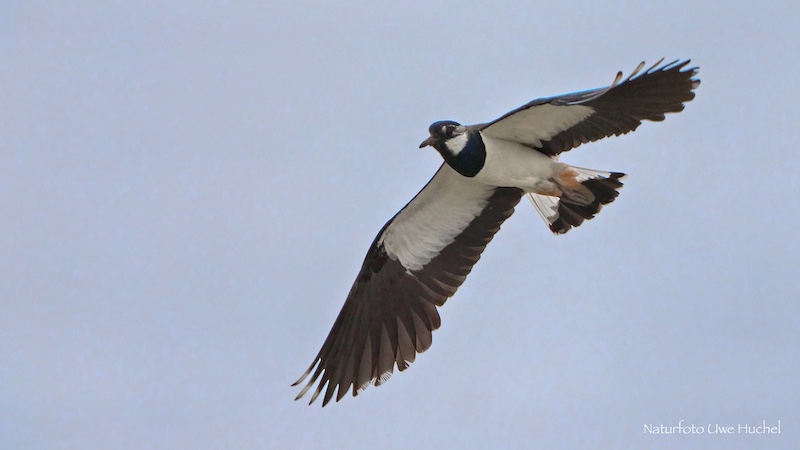 Kiebitz-Brutrevierkartierung 2025 auf dem Gebiet der Gemeinde Selfkant
