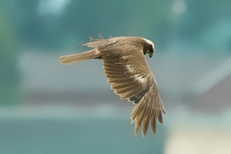 Bitte an hiesige Landwirte bei der Getreideernte auf Rohrweihenbrut zu achten