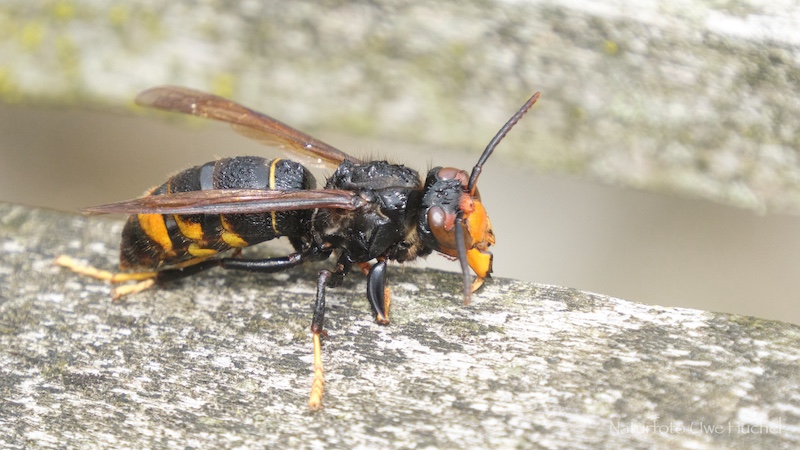 Wissenswertes zur Asiatischen Hornisse