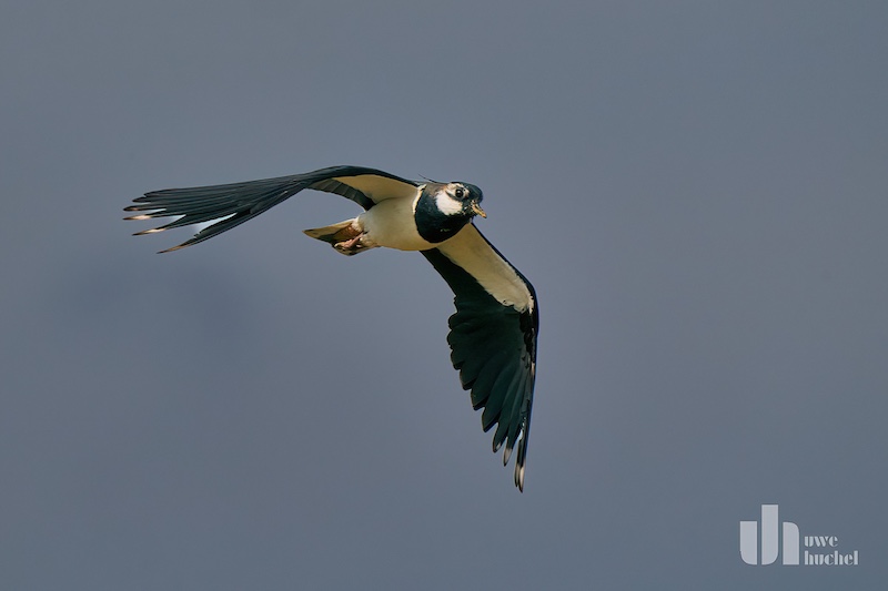 Der Kiebitz im Selfkant