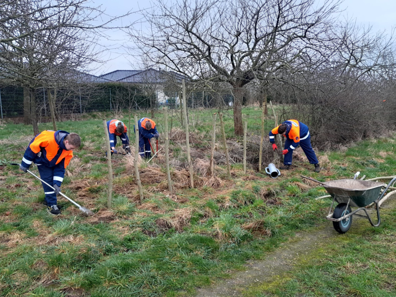 Nabu pflegt Obstwiese