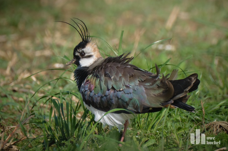 Die Windkraft darf nicht den Artenschutz aushebeln!