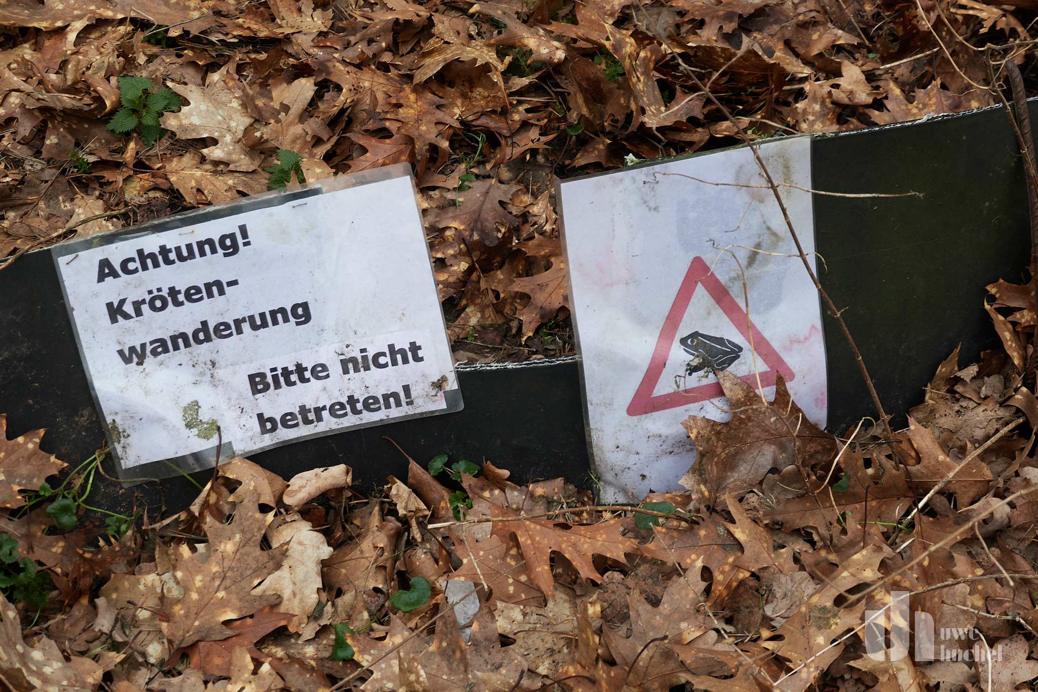 Bereit für die Krötenwanderung