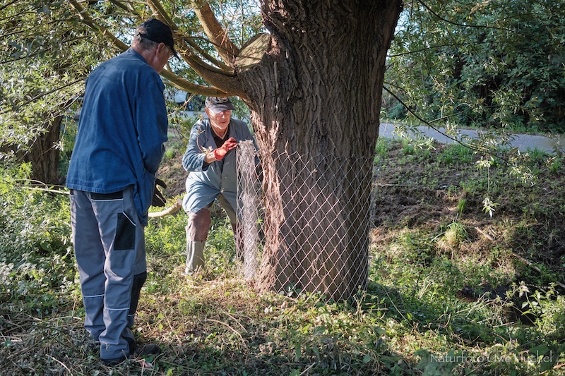 Schutz der Weiden bei Havert